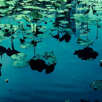 夏の不忍池のほとりの大木の写真
