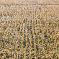 枝垂れ桜の満開の花を眺める、淡いピンク色の優雅な春の風景の写真