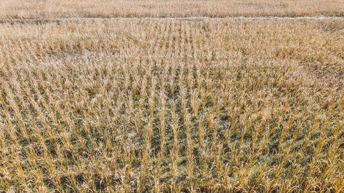 枝垂れ桜の満開の花を眺める、淡いピンク色の優雅な春の風景