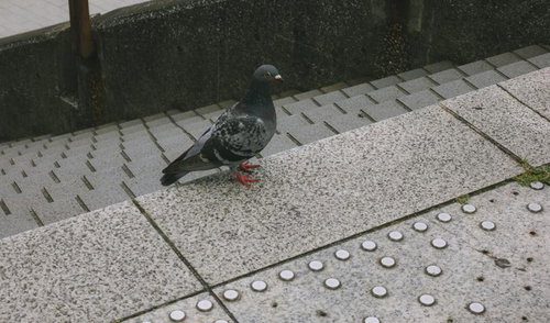 タイル張りの歩道で餌を探す鳩の野鳥