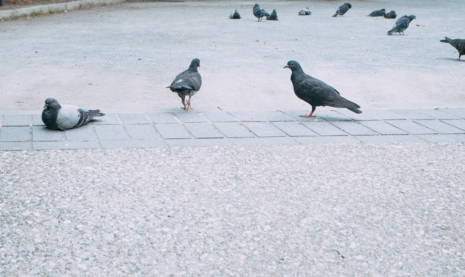 公園の広場に群れる鳩が砂地とタイルの上で休んでいる