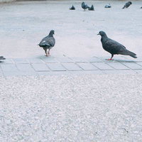 公園の広場でまったり過ごす鳩たちの群れの写真