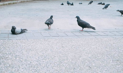 公園の広場でまったり過ごす鳩たちの群れ