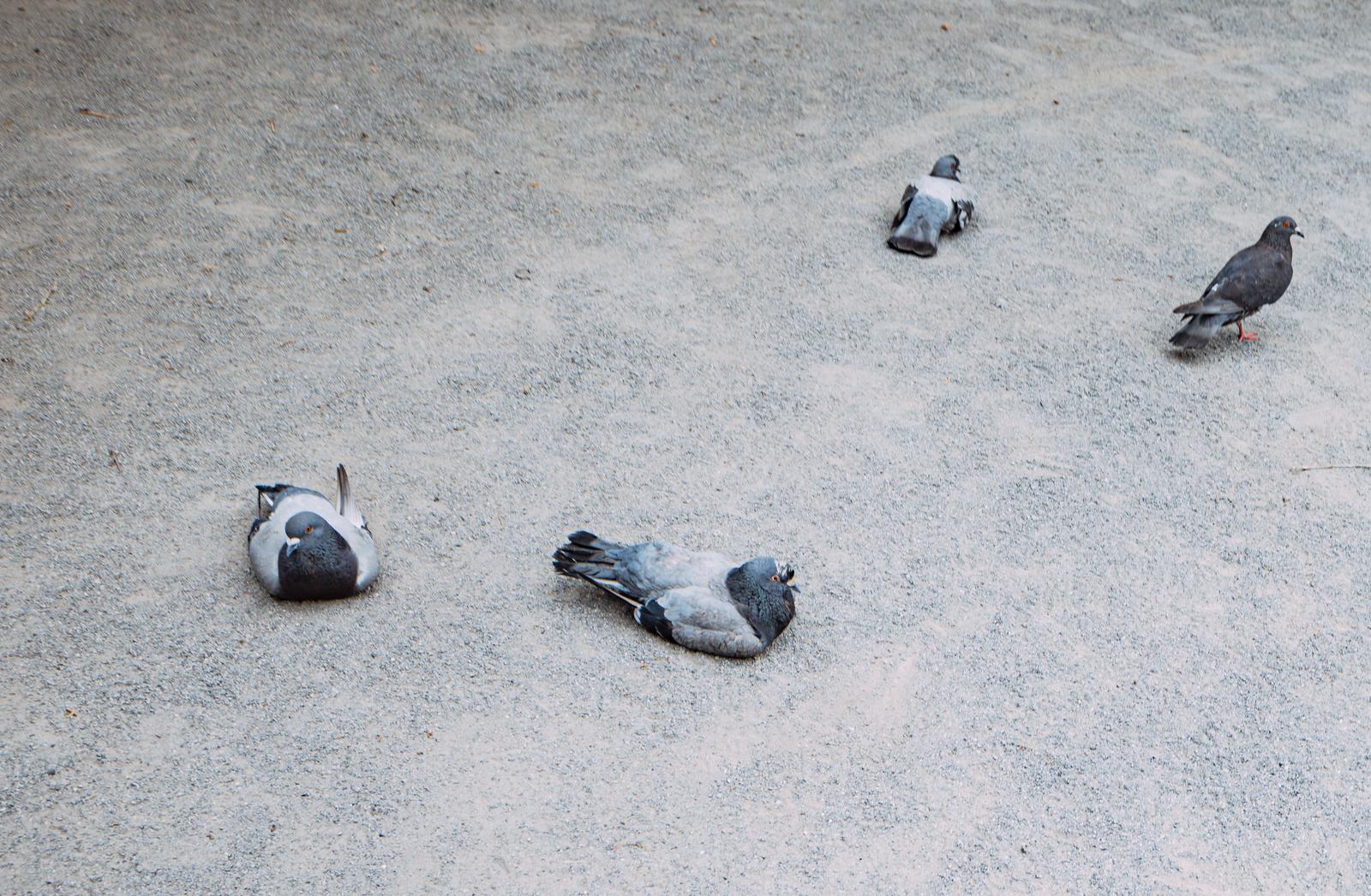コンクリートの地面に集まって休む複数の鳩