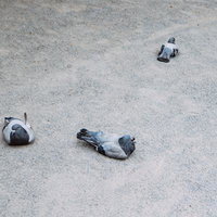 コンクリートの上で休む複数の鳩の集団、野鳥の日中の休息風景の写真