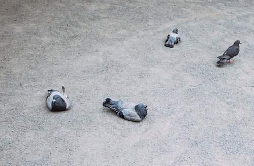 コンクリートの上で休む複数の鳩の集団、野鳥の日中の休息風景