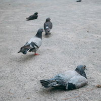 暑さで公園の地面でお休み中の鳩たちと休息風景の写真
