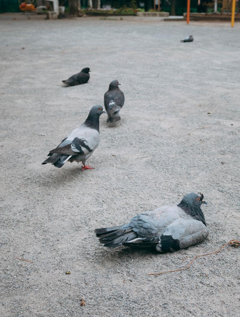 鳩に挟まれて餌を探すスズメの写真素材 - フリー素材ぱくたそ