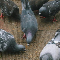 公園のレンガ広場で餌を貪る鳩たちの写真