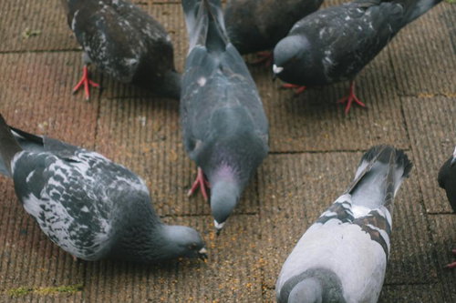 公園のレンガ広場で餌を貪る鳩たち