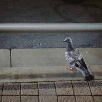 コンクリート護岸で左右を確認する鳩の警戒行動の写真