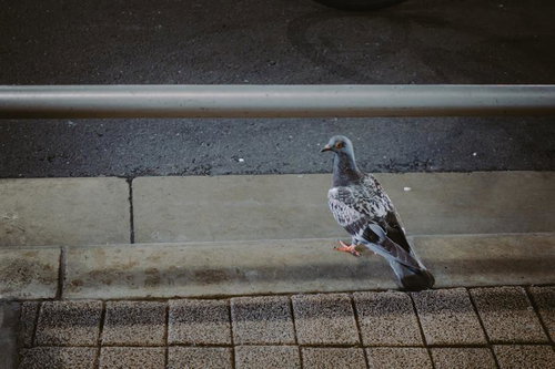 コンクリート護岸で左右を確認する鳩の警戒行動