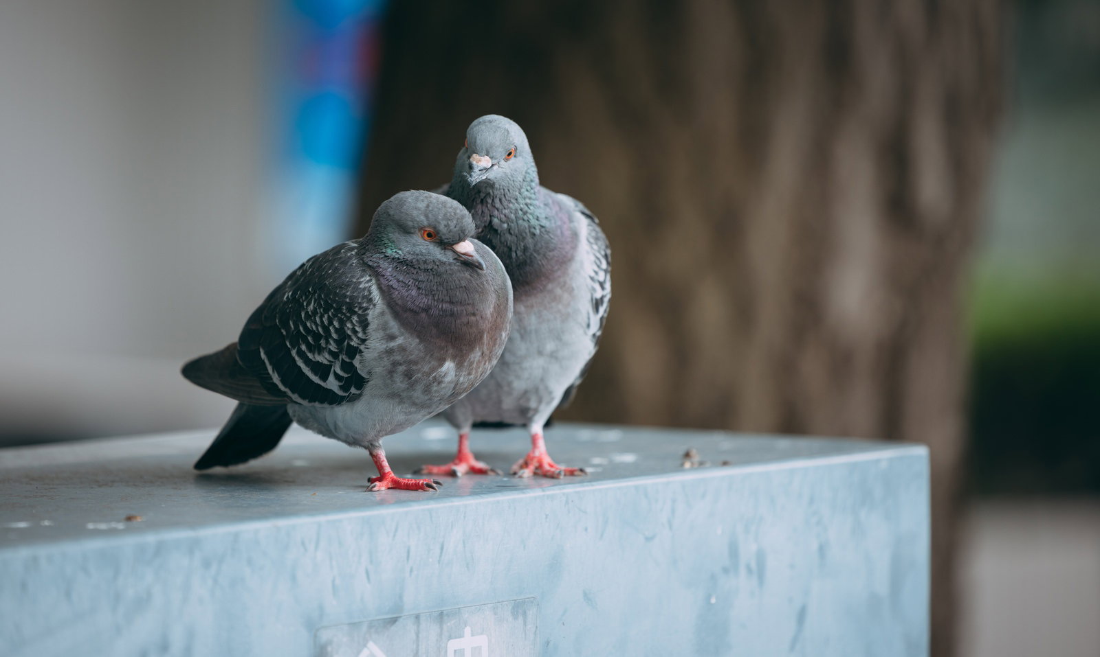 悩みを打ち明けるように寄り添う2羽の鳩