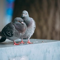 悩みを打ち明ける鳩同士の信頼関係 - 友情と寄り添う心の写真