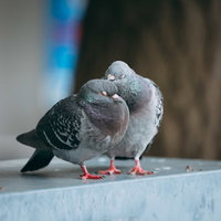 毛づくろいするクルックー（鳩）白い手すりの上の写真
