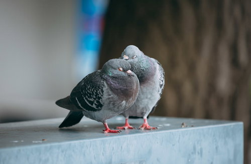 毛づくろいするクルックー（鳩）白い手すりの上