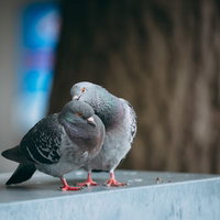 パワハラ鳩：グレーの鳩による一方的な毛づくろいの写真