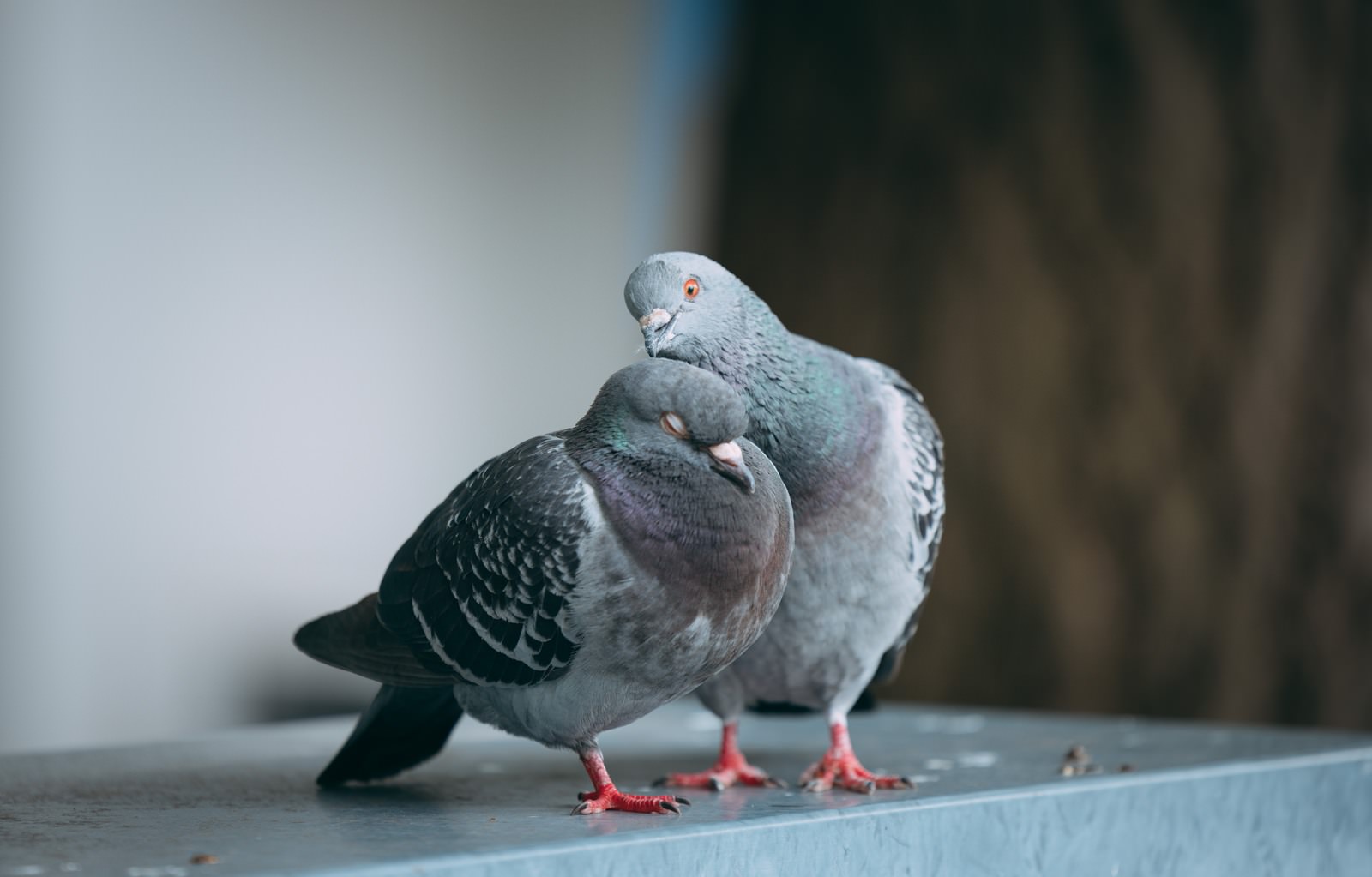 灰色の2羽の鳩が寄り添い、毛づくろいをしながら休む
