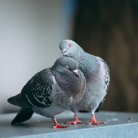 仲良しの2羽の鳩が寄り添う休息の時間の写真