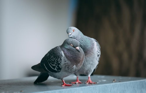 仲良しの2羽の鳩が寄り添う休息の時間