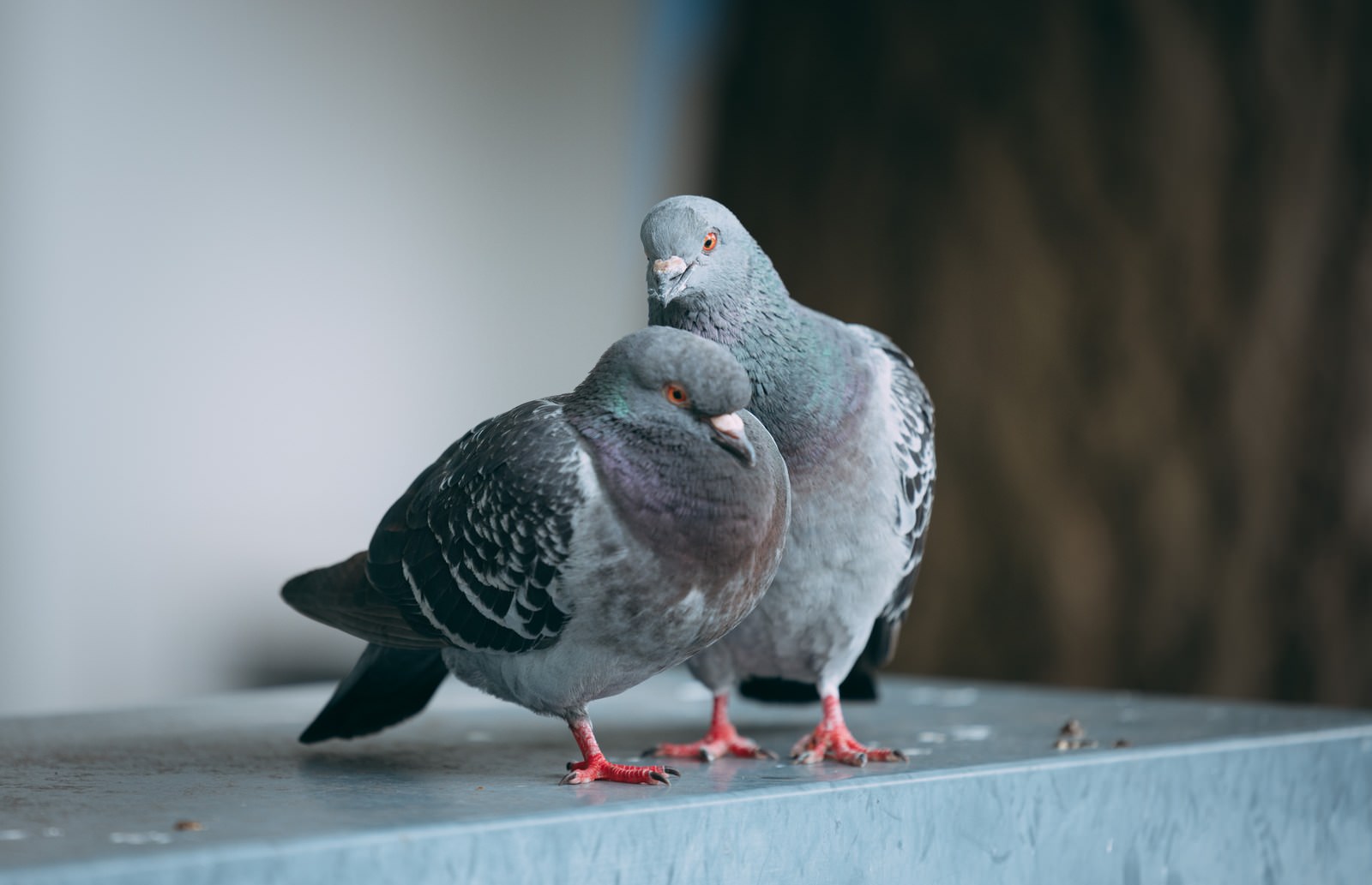 片足立ちで寝ている灰色の鳩と、その横にいる別の鳩