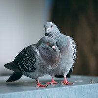 片足立ちで眠っている鳩を起こしに来た鳩の愛情の写真