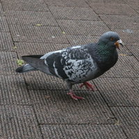 インターロッキングの上に立つハトの写真