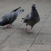 舗装道路に近寄ってきた鳩の群れの写真