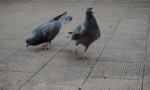 舗装道路に近寄ってきた鳩の群れ