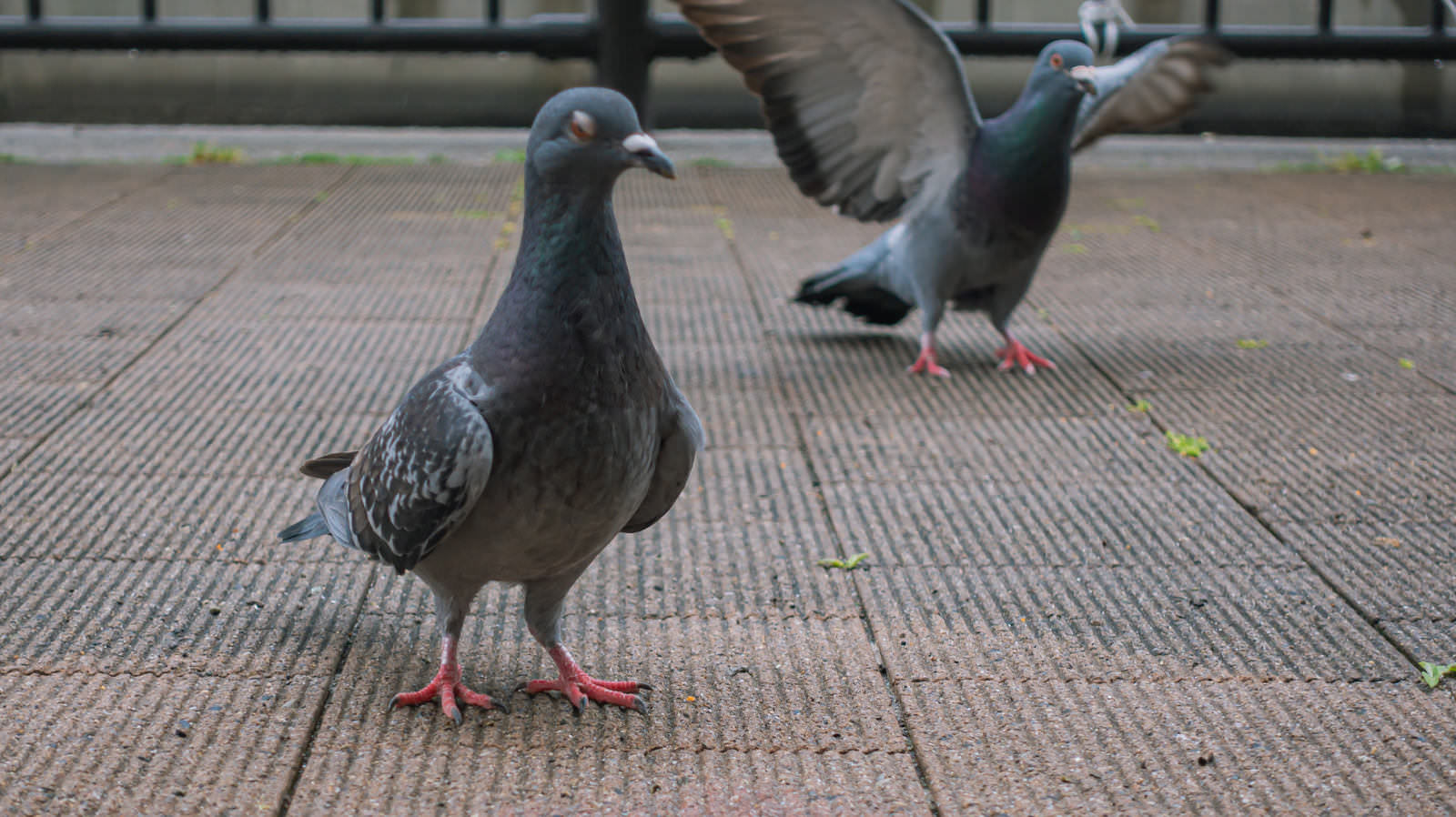 舗装された道路に立ち、羽ばたいて降りてくる複数の灰色と青色の鳩