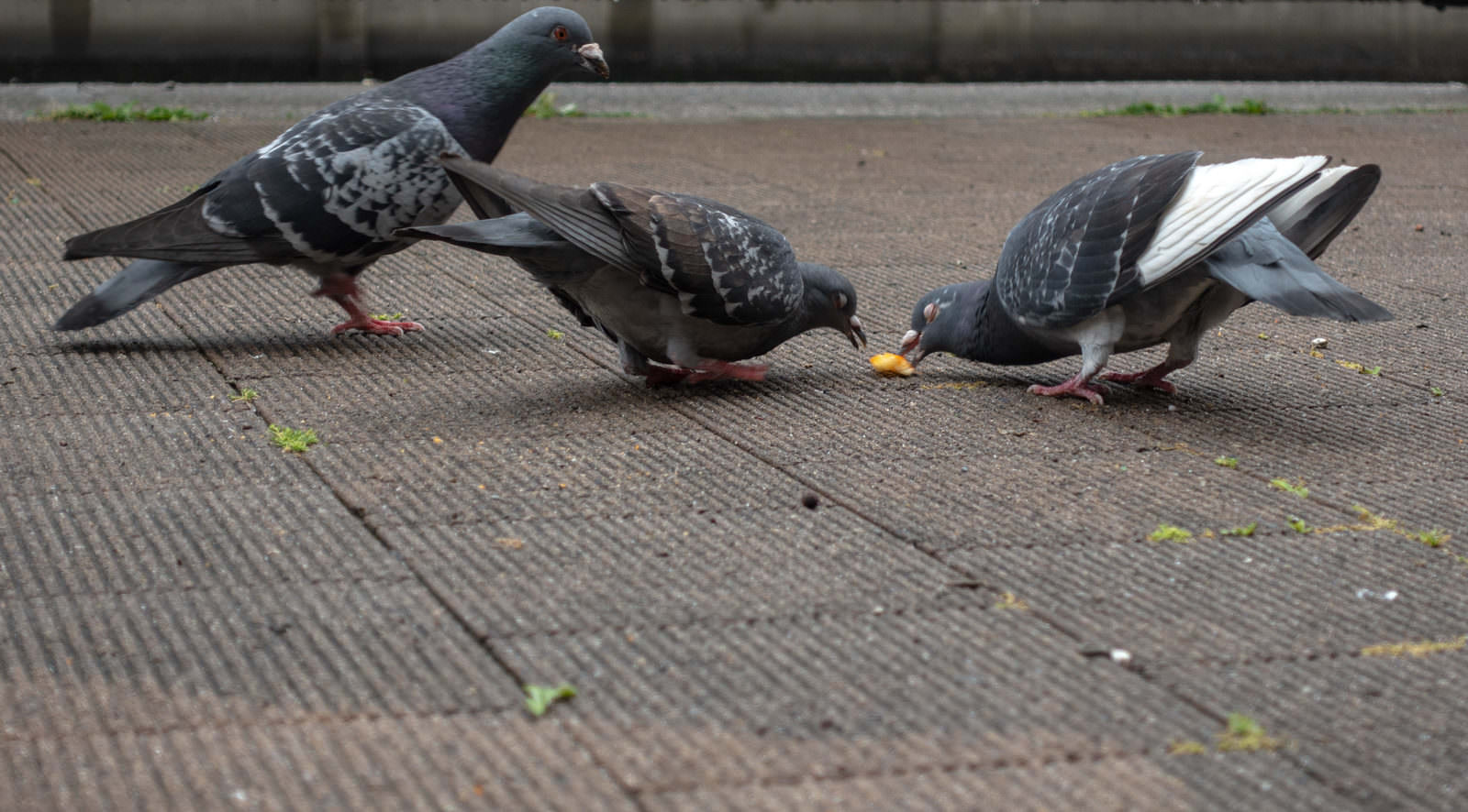 複数の鳩が地面の餌に向かって歩いている様子