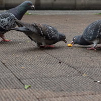 食べ物を奪い合う鳩たちのまっしぐら、野生動物の生態の写真