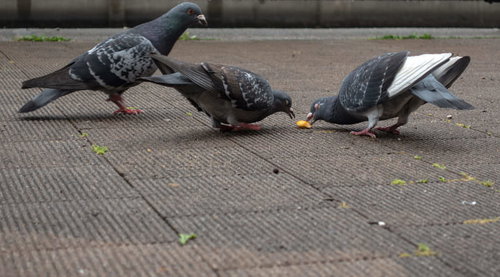食べ物を奪い合う鳩たちのまっしぐら、野生動物の生態