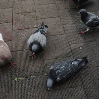 近寄っても逃げない複数の鳩が集まる舗装道路の写真