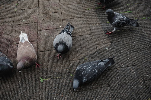 近寄っても逃げない複数の鳩が集まる舗装道路