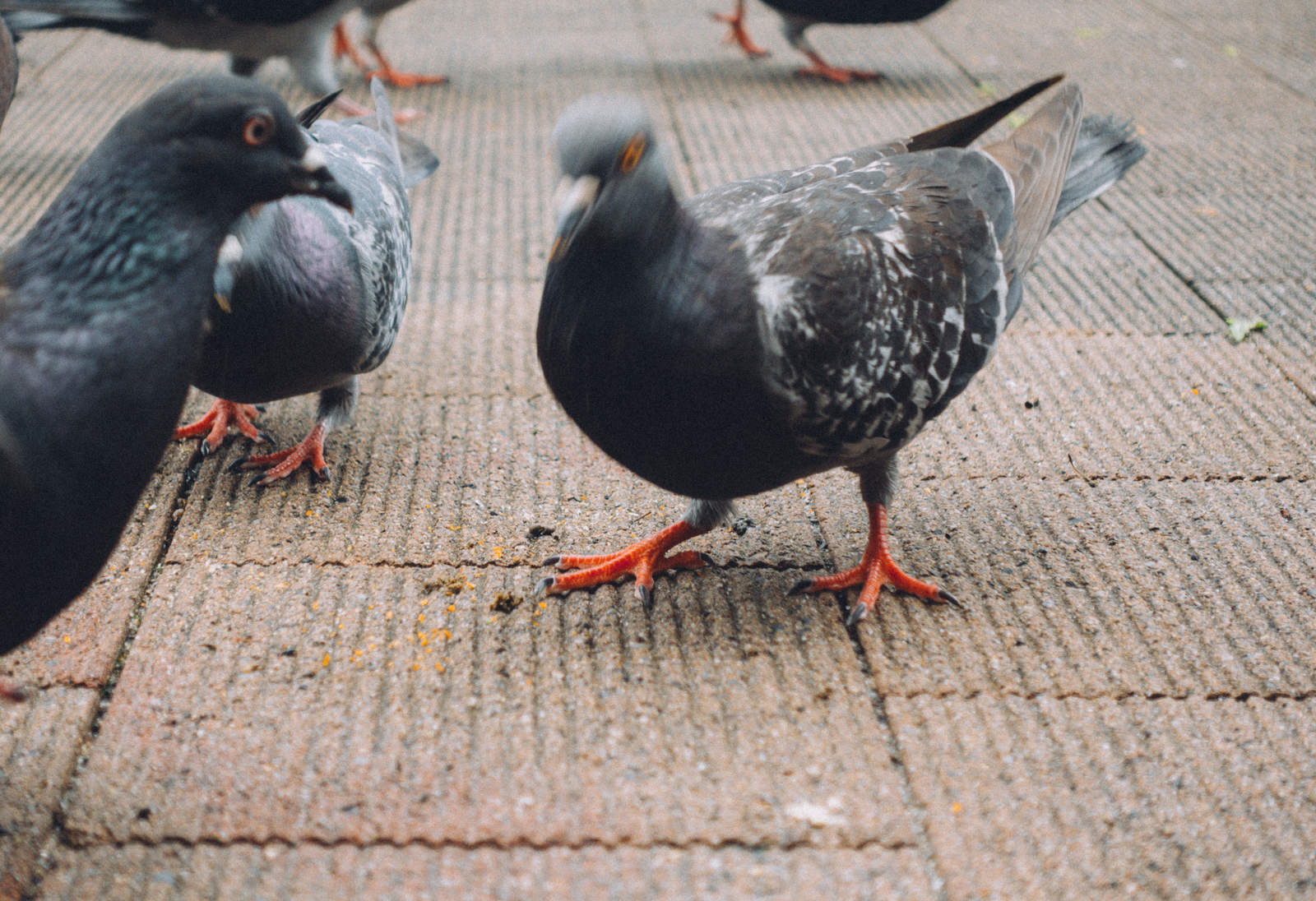 舗装道路の上でヘッドバンキングする複数の鳩