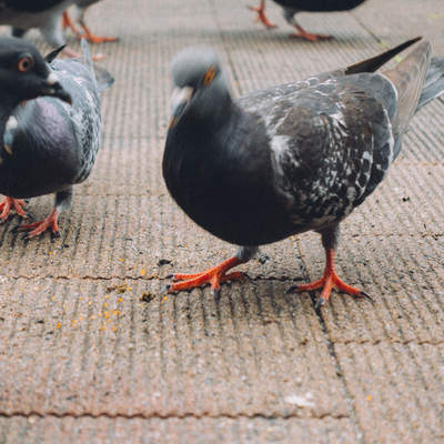 水辺で羽を毛づくろいする2羽の白鳥の写真素材 - フリー素材ぱくたそ