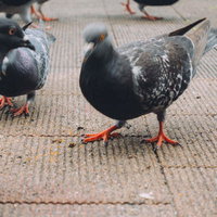 舗装道路でヘッドバンキングする鳩と周囲の野鳥たちの写真