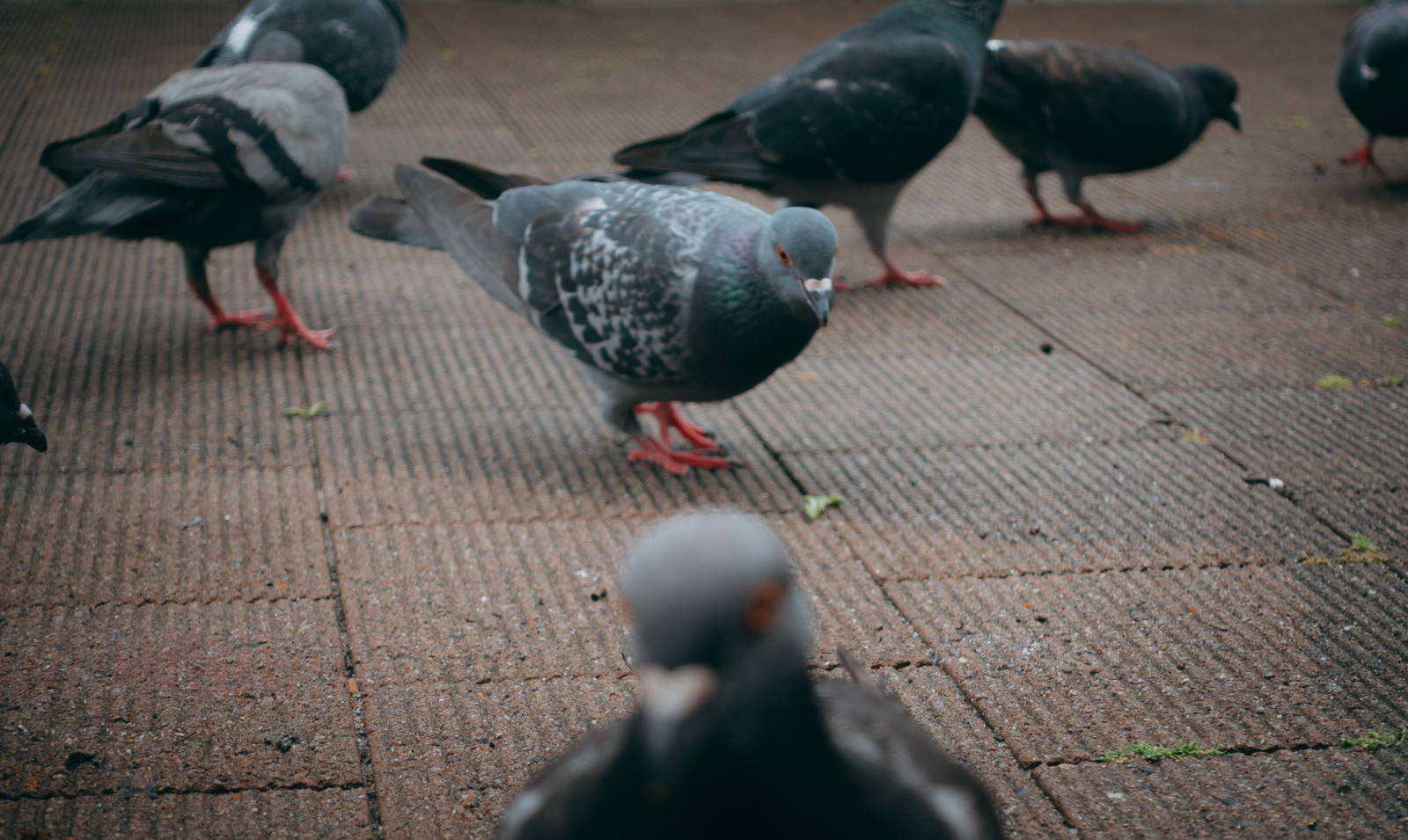 街の路面で休む複数の鳩が群れを成している
