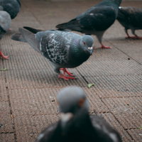 主戦場で生き残るため、運命を委ねられた鳩たちの群れの写真