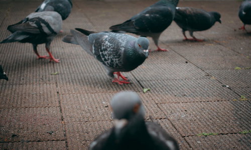 主戦場で生き残るため、運命を委ねられた鳩たちの群れ