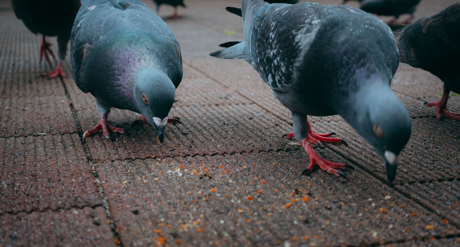 地面の餌をついばむグレーと白黒の鳩の群れ