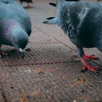 餌を求めてアスファルトに近寄ってくる鳩の群れの写真