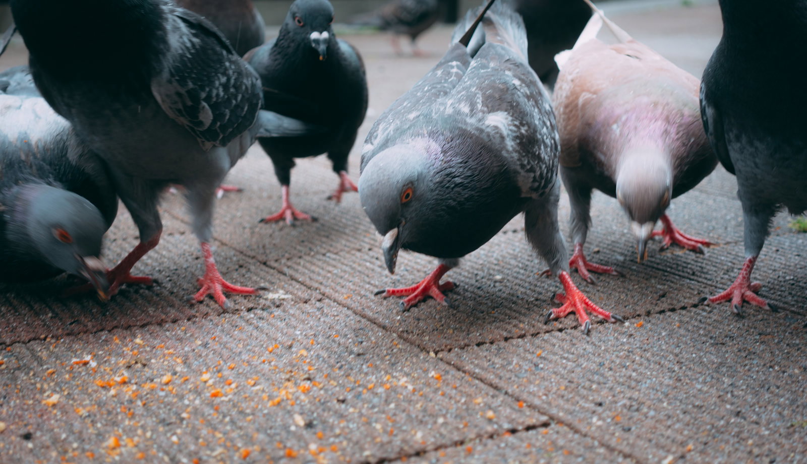 地面の餌に殺到して啄む複数の鳩の群れ