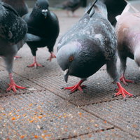 餌だ！餌がきたぞーと殺到する鳩の群れが必死に争うの写真