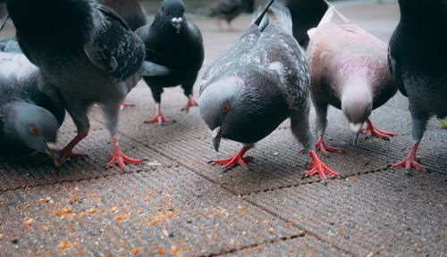 餌だ！餌がきたぞーと殺到する鳩の群れが必死に争う