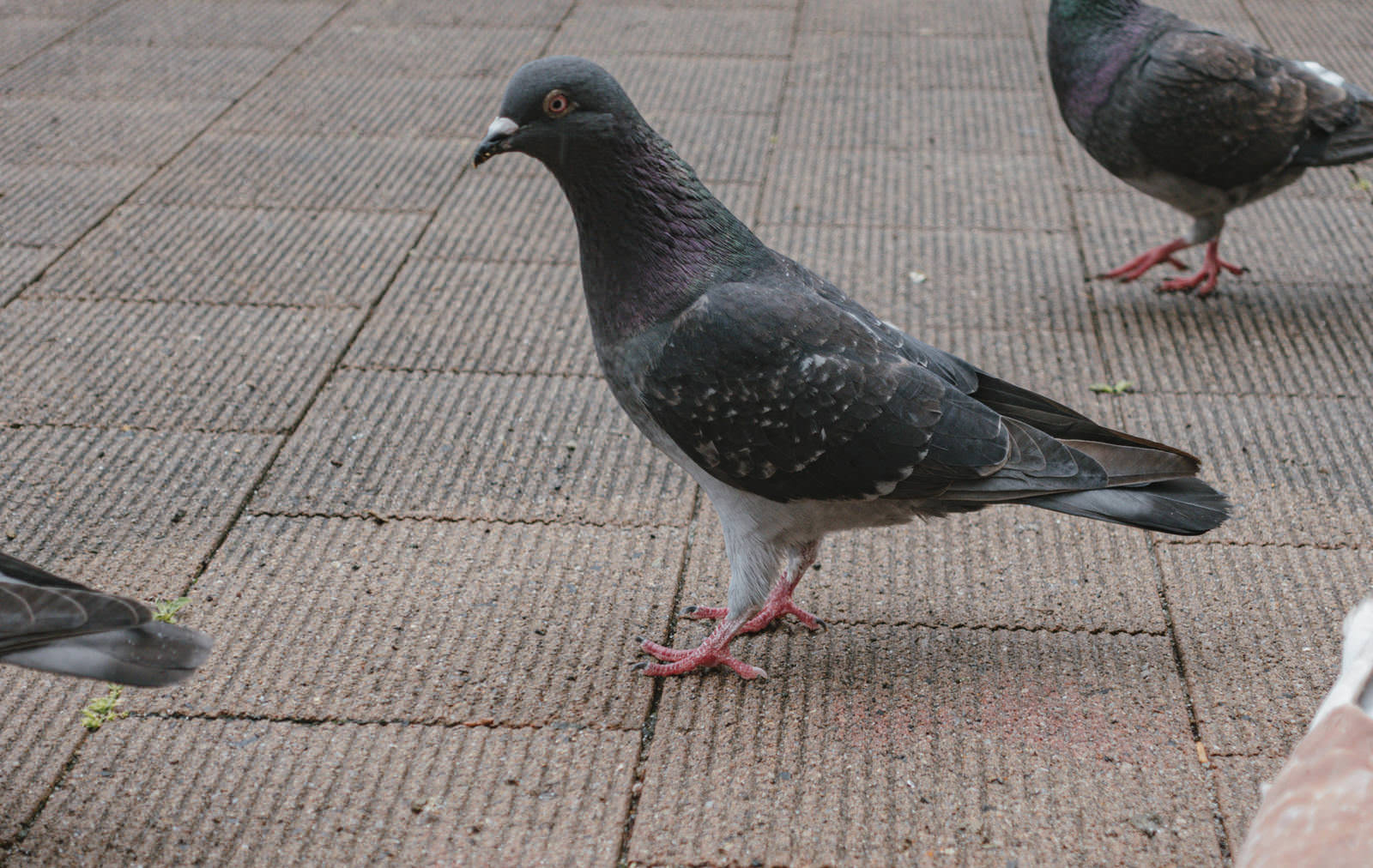 舗装された広場に集まる黒い羽の複数の鳩