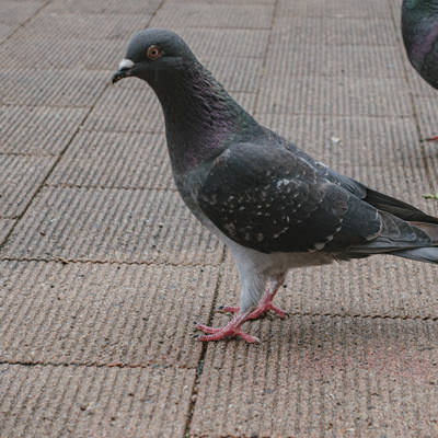 水辺で羽を毛づくろいする2羽の白鳥の写真素材 - フリー素材ぱくたそ