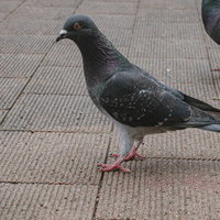 呼ばれたので来ました鳩たち、公園広場の群れの写真