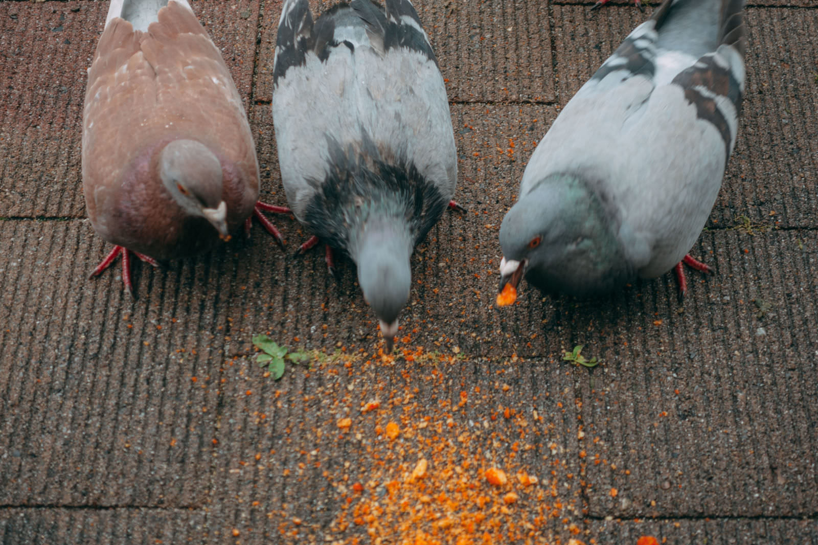舗装路の上で潰されたお菓子を食べる複数の鳩